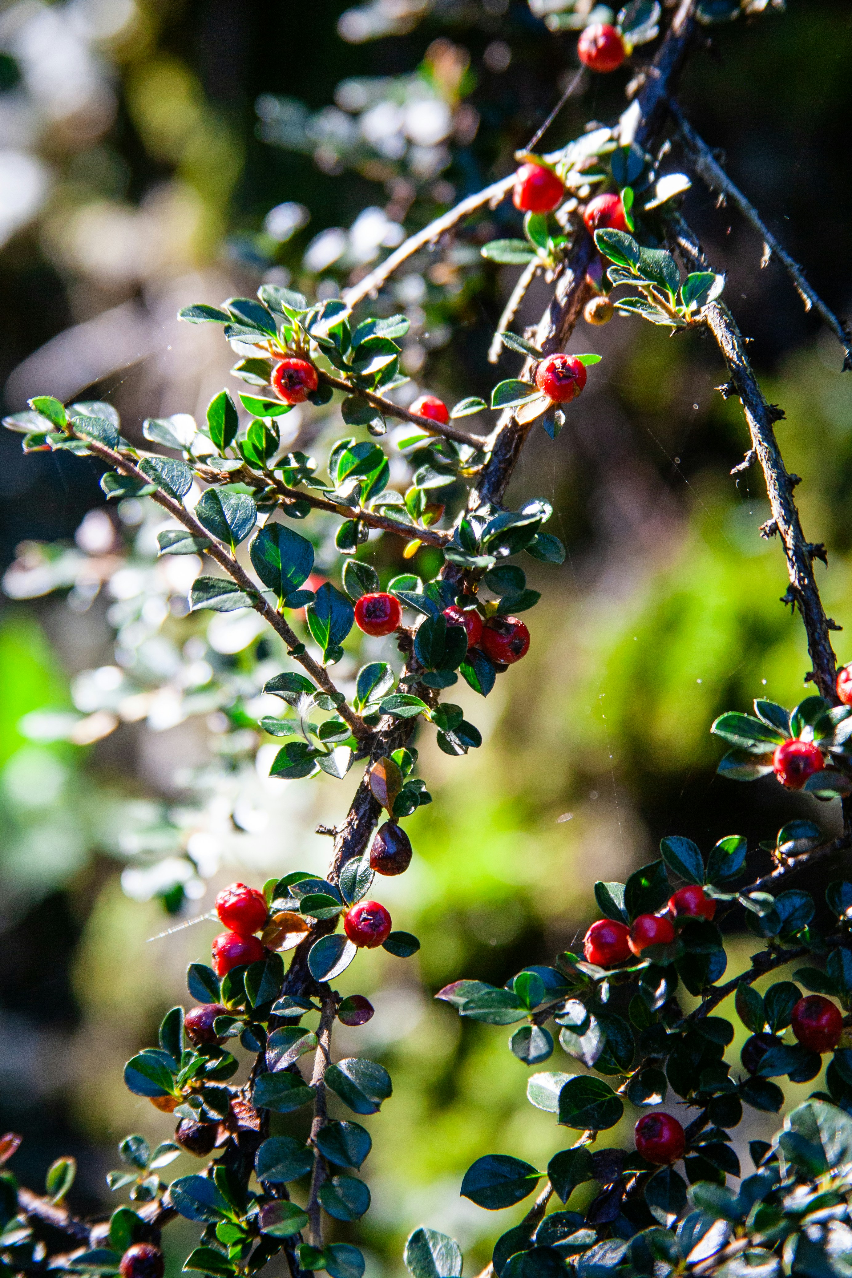 Photo by skatienstuksuma