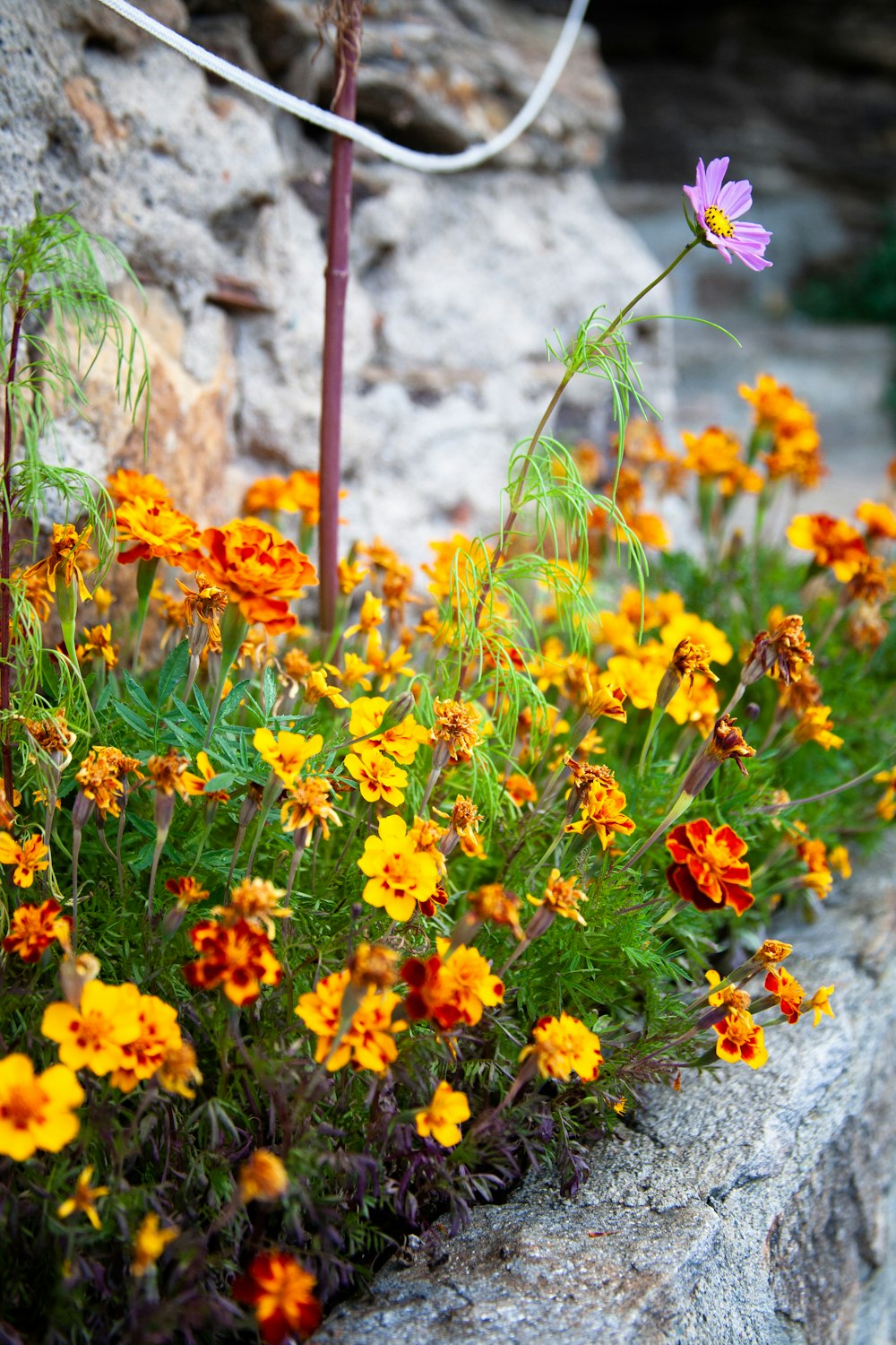 a bunch of flowers that are by some rocks