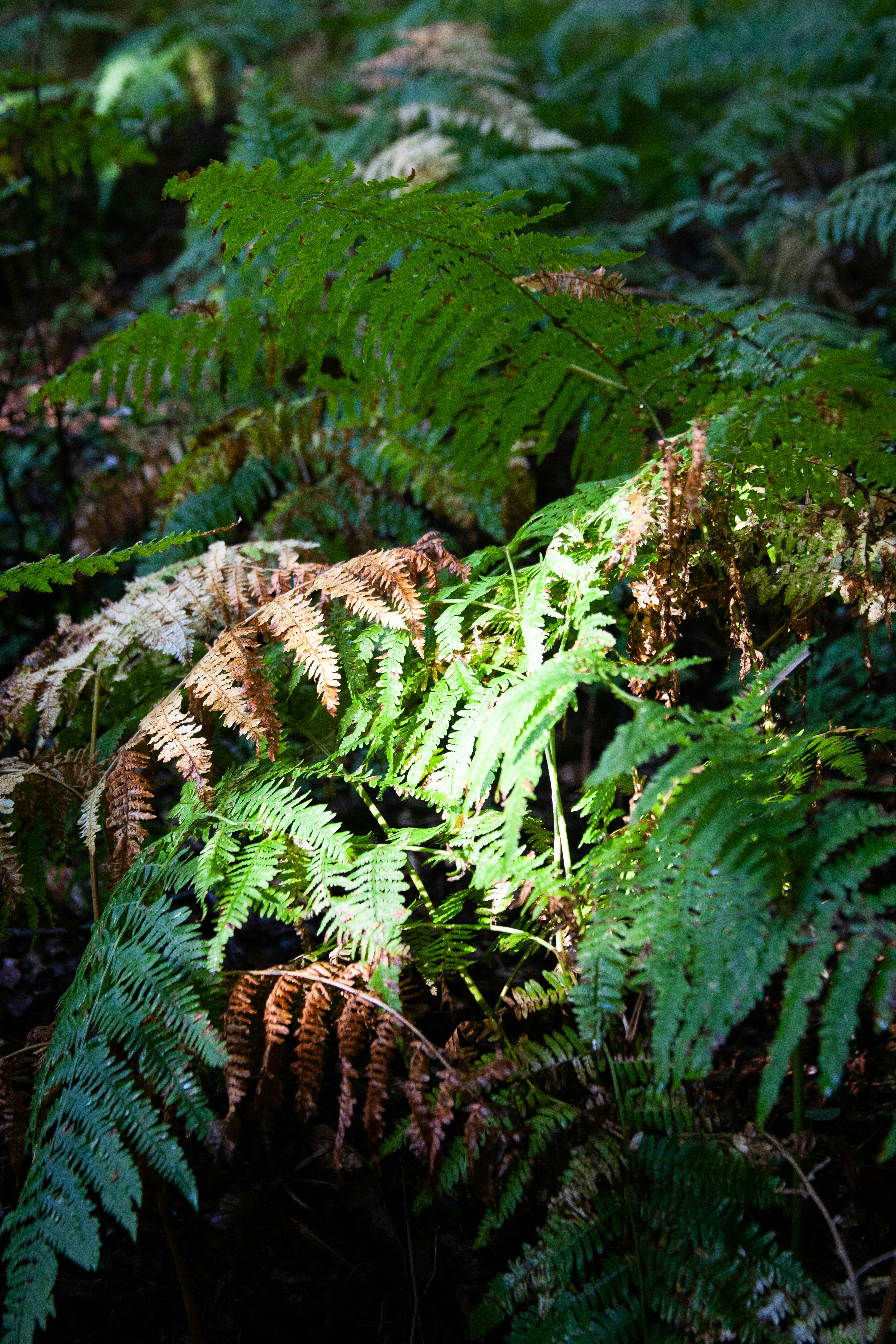 Photo by skatienstuksuma