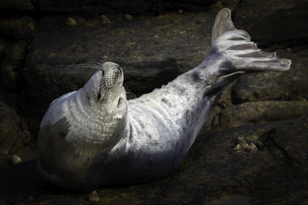 a grey seal laying on top of a rocky beach