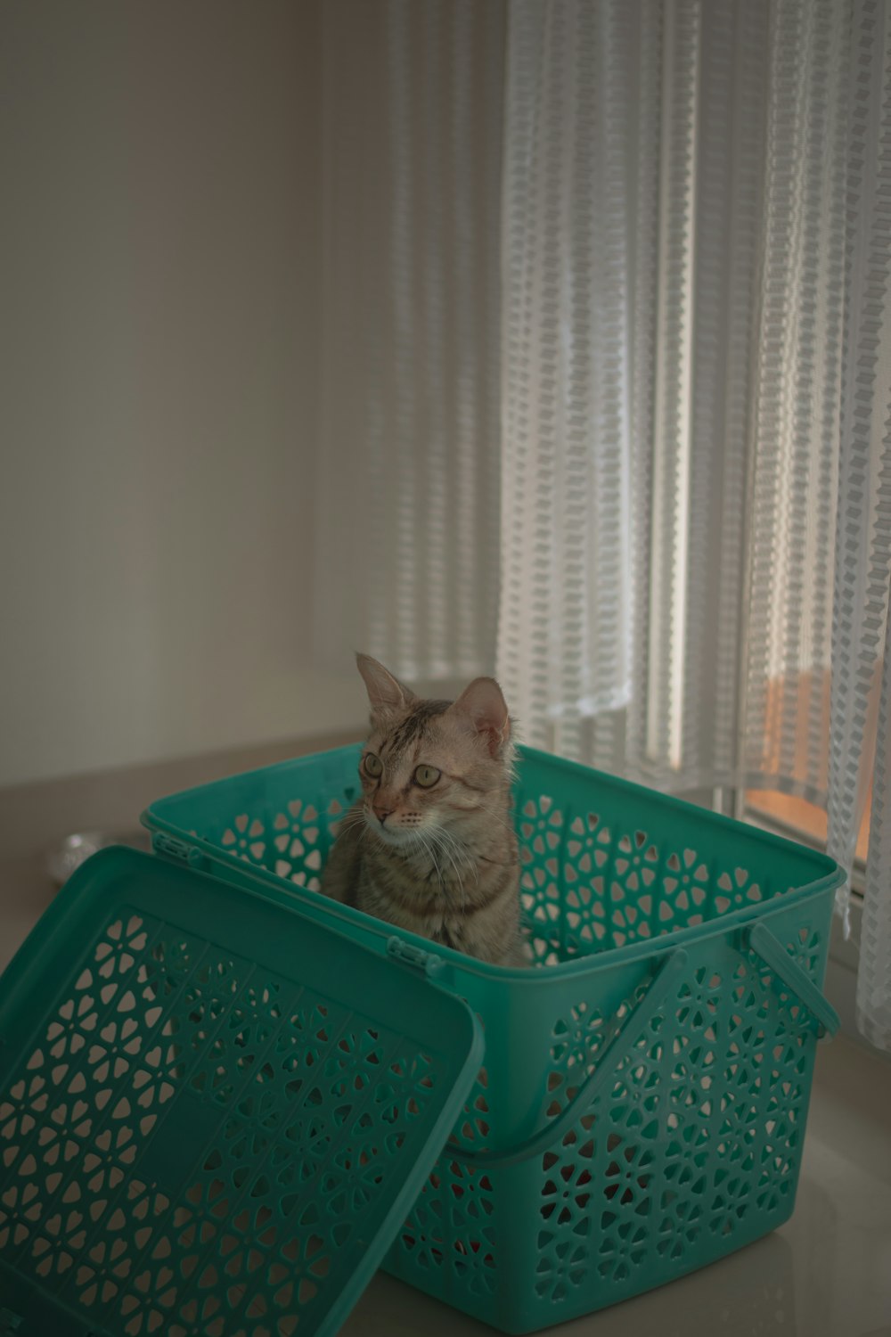 um gato sentado dentro de uma cesta verde