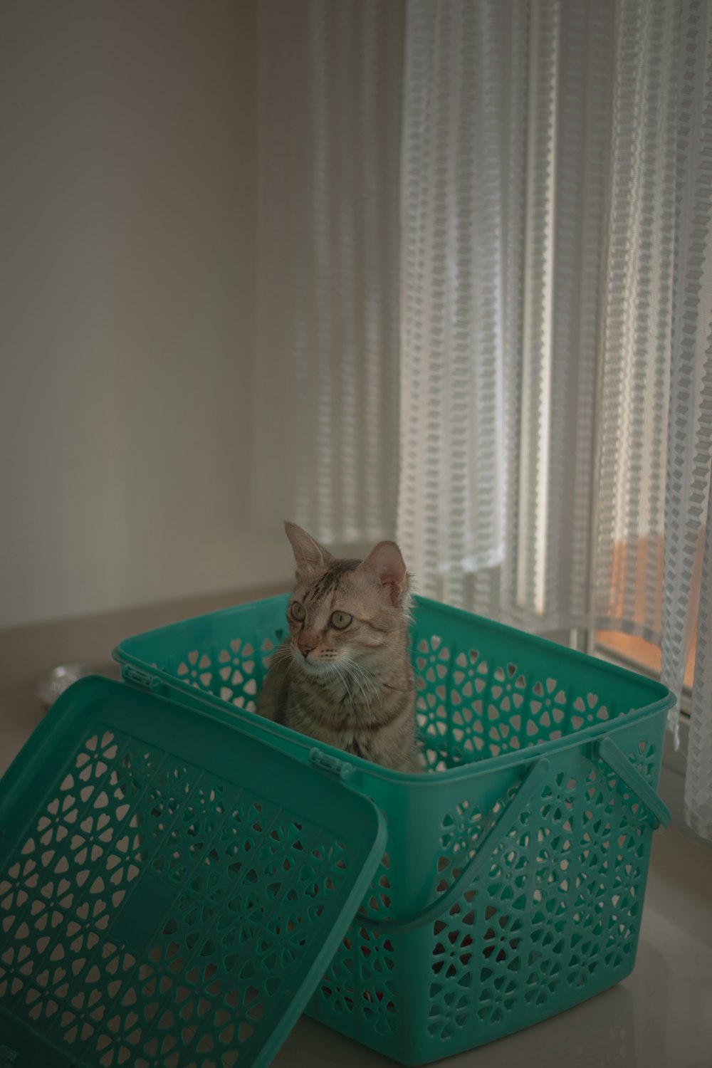 a cat sitting inside of a green basket