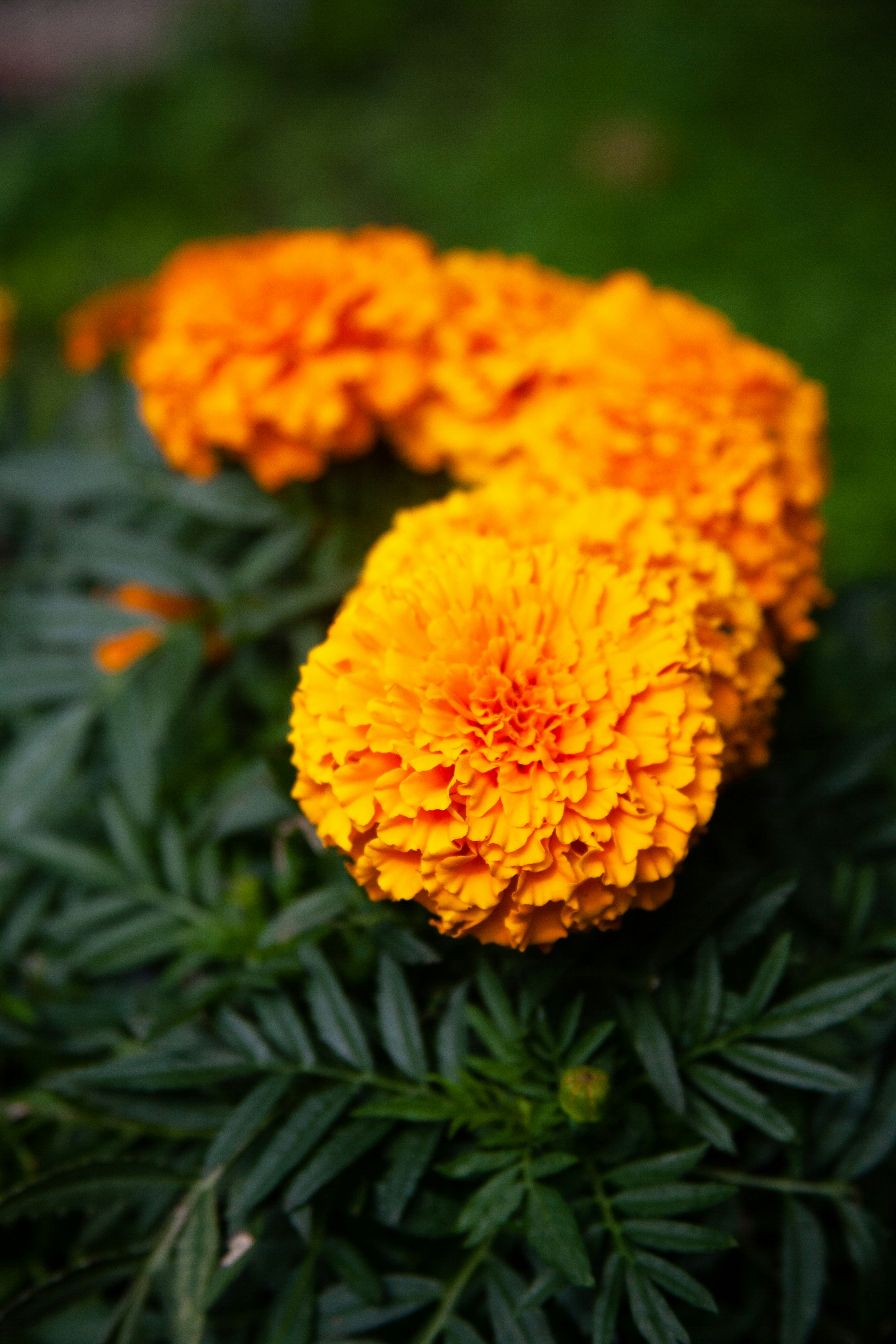 Photo by skatienstuksuma