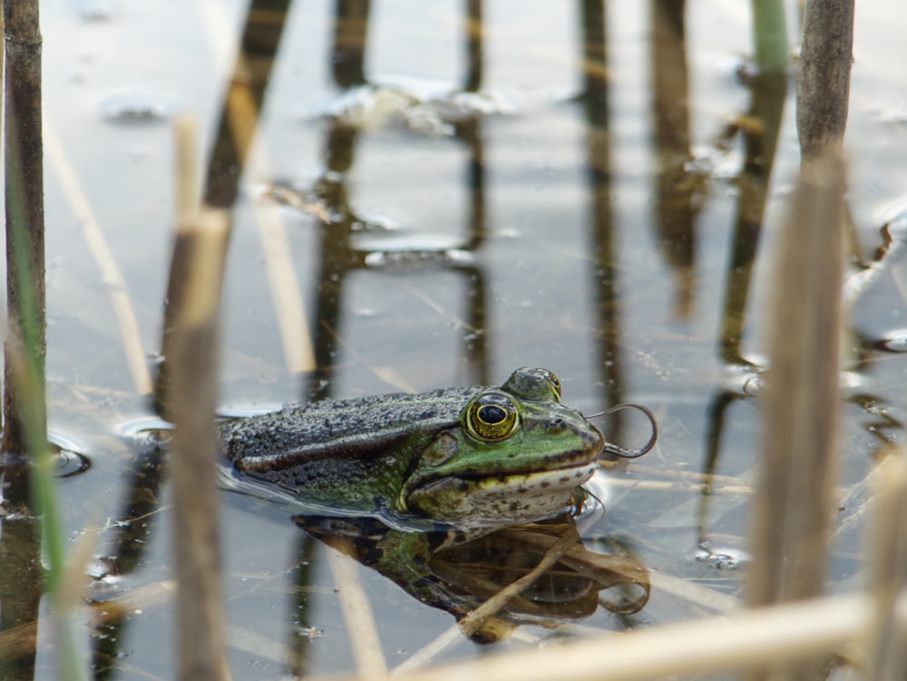 a frog sitting on top of a body of water