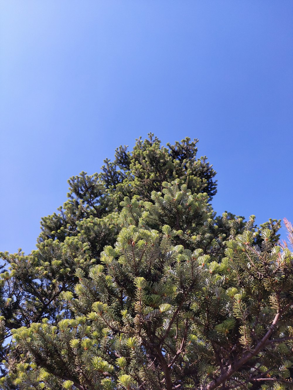 a pine tree with a blue sky in the background