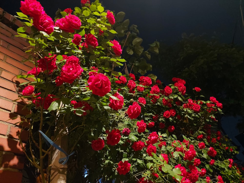 a bush of red roses growing on a brick wall