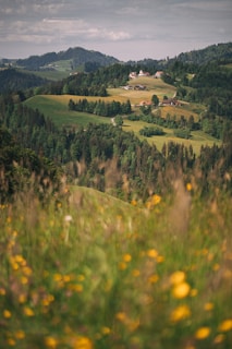 Rolling hills and wildflowers in the expansive nature of County Durham.