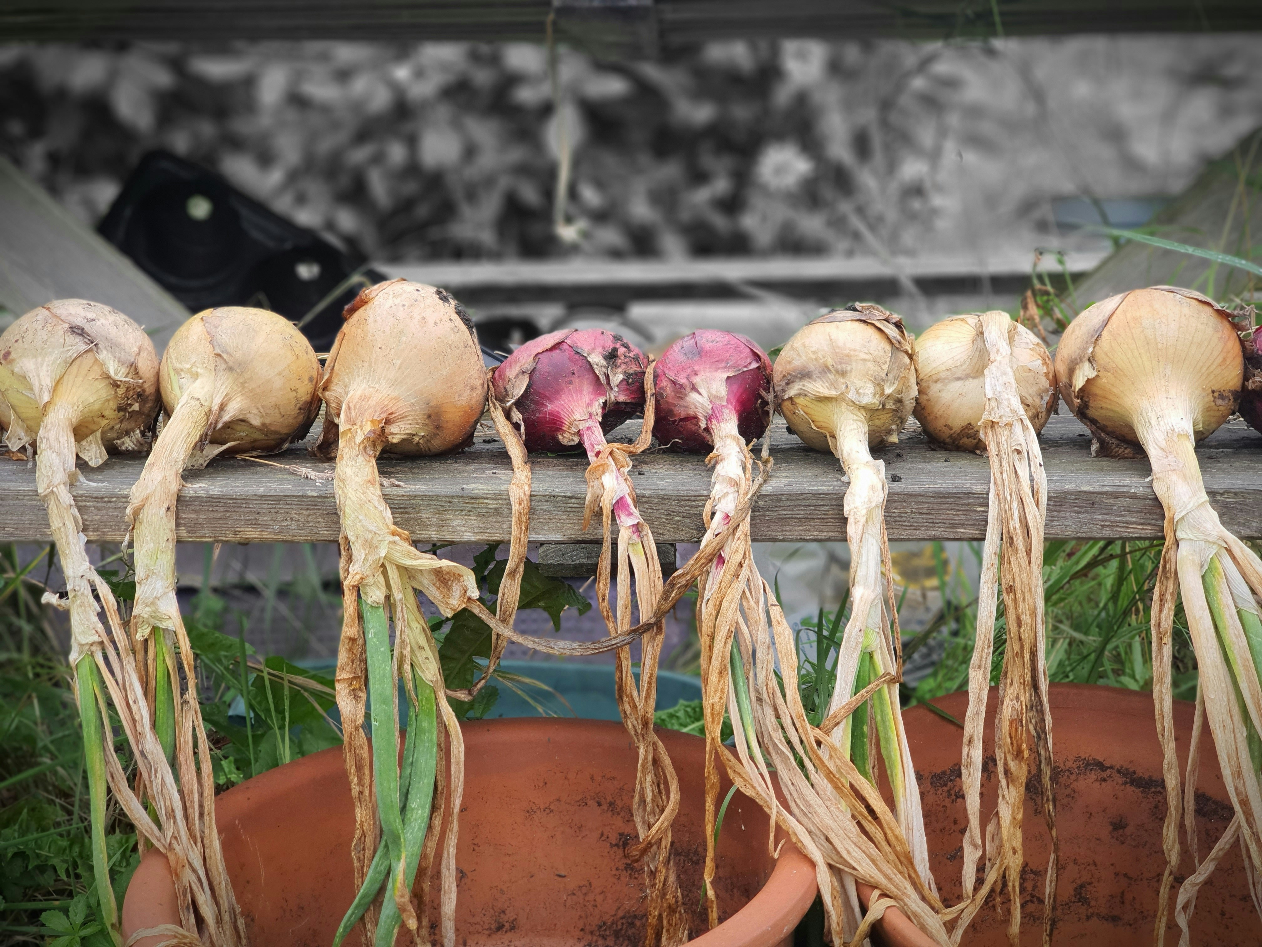 a row of turnips growing in a pot