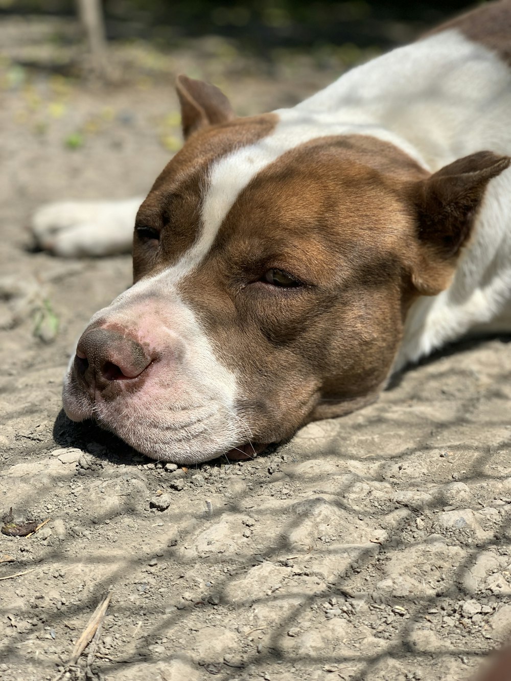 a brown and white dog laying on top of a stone ground