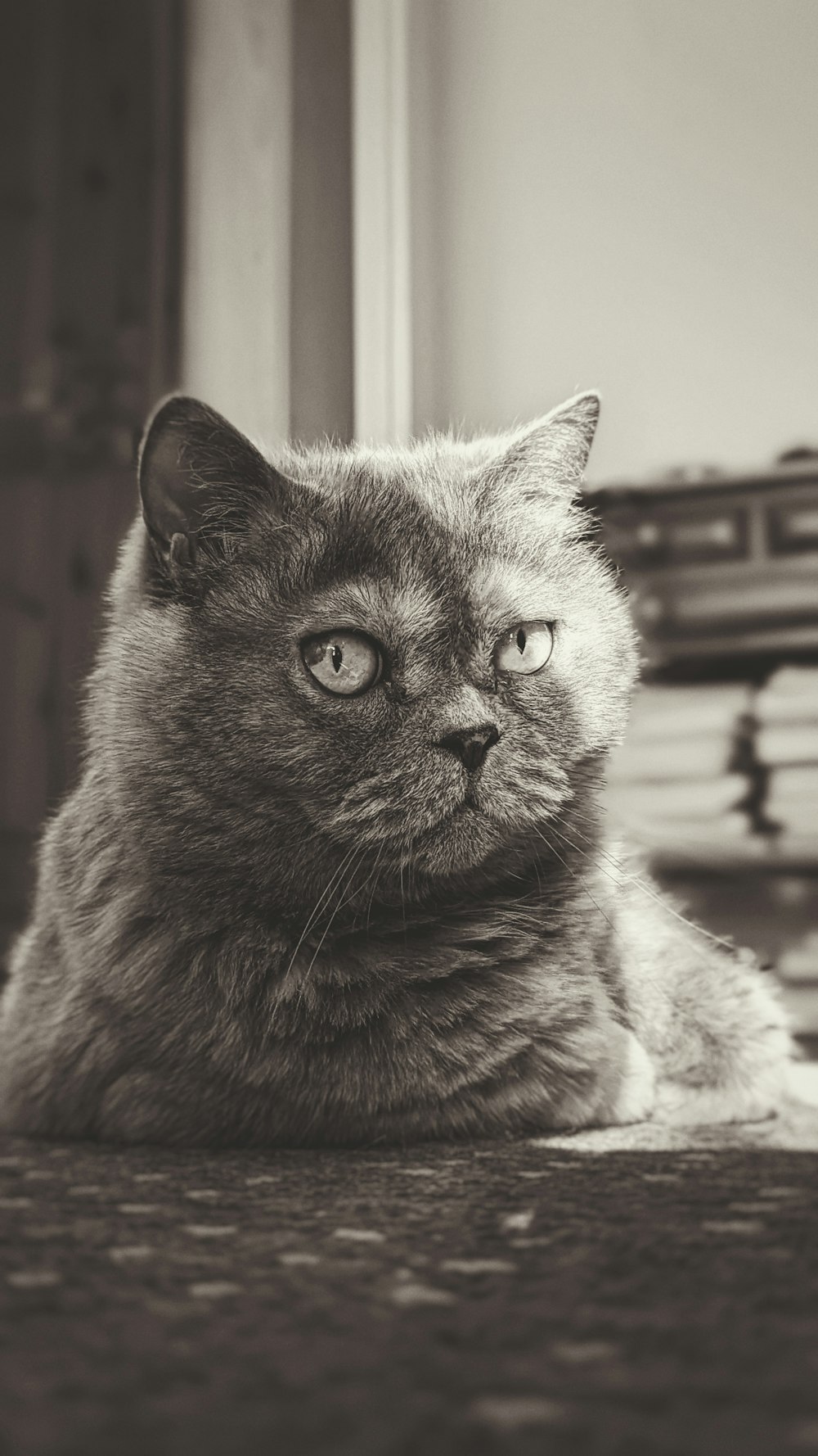 a black and white photo of a cat