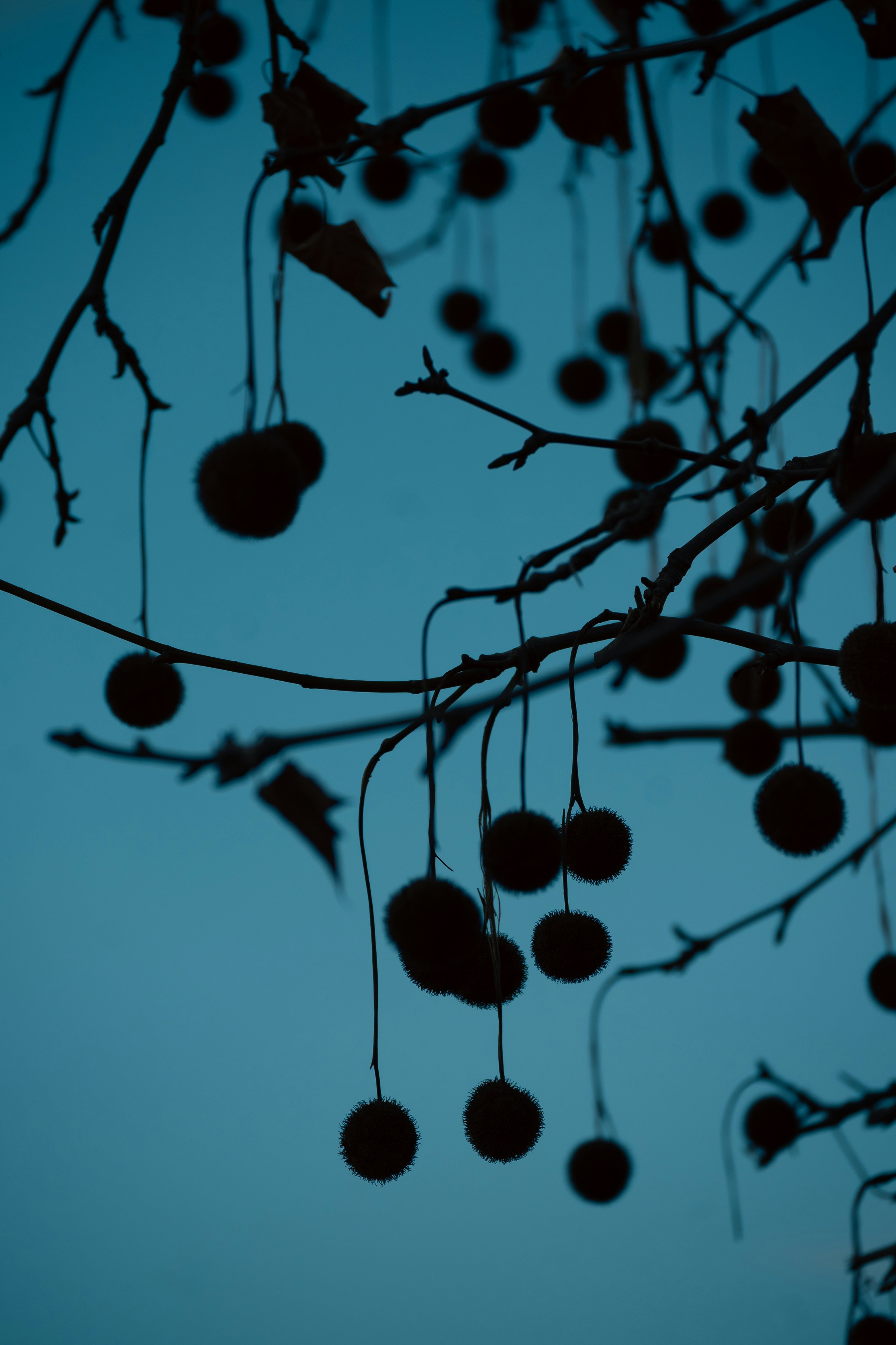 Photo by lacostercell