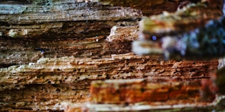 A close-up of a wood restoration process highlighting the intricate details of the grain.