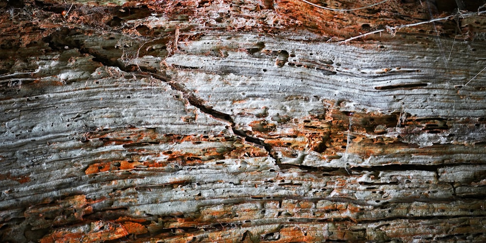 a close up of the bark of a tree