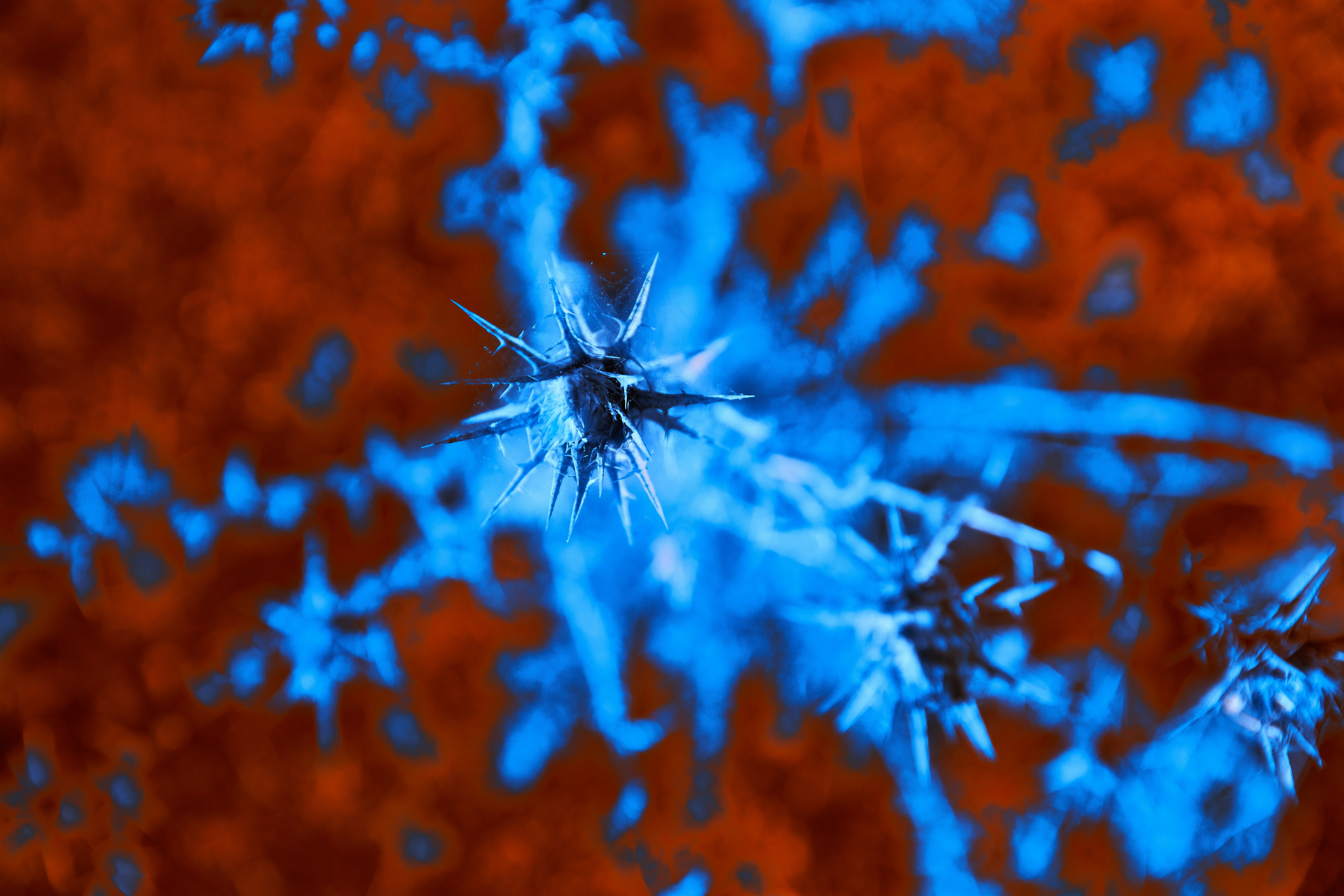 Photo by wolfgang_hasselmann