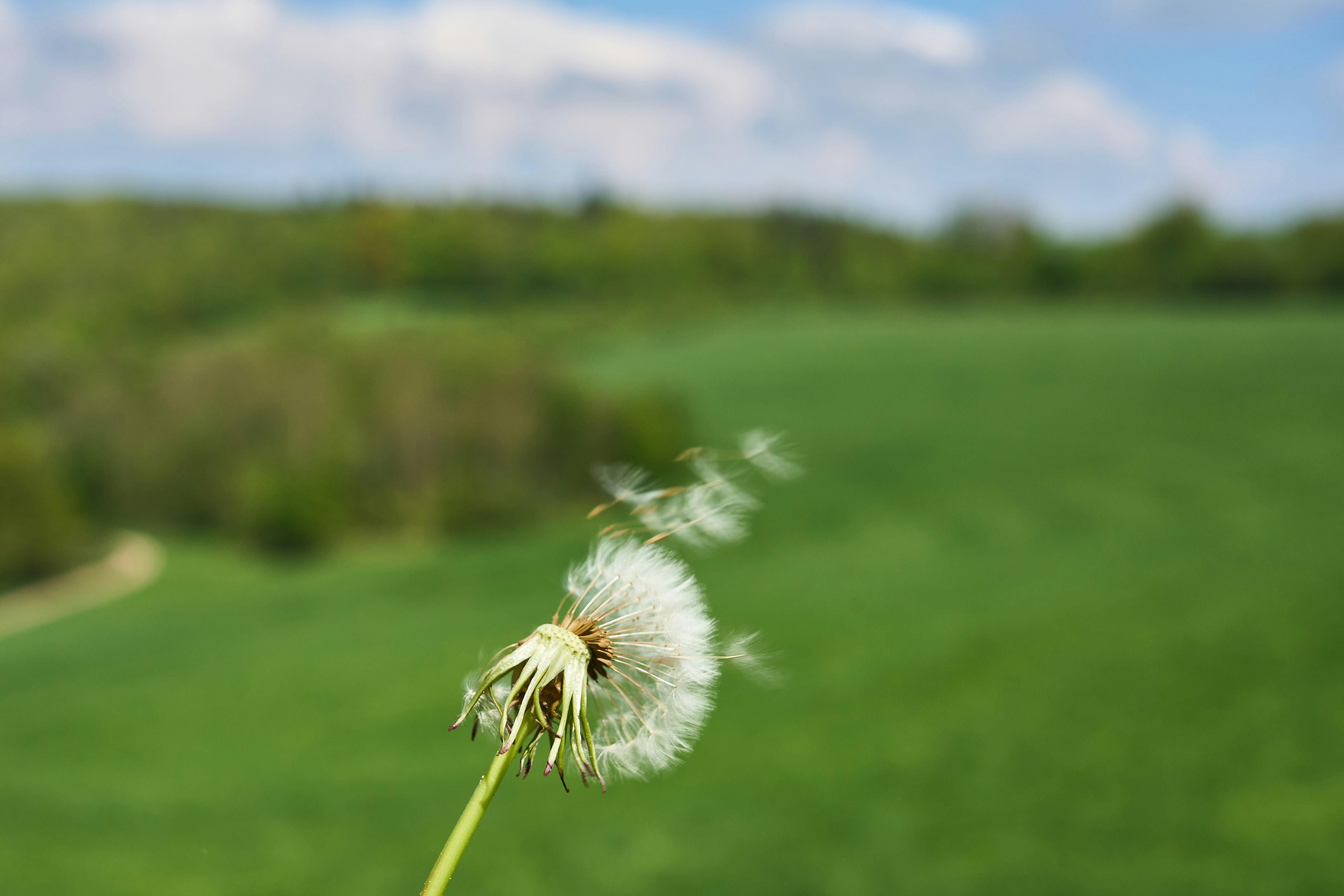 Photo by wolfgang_hasselmann