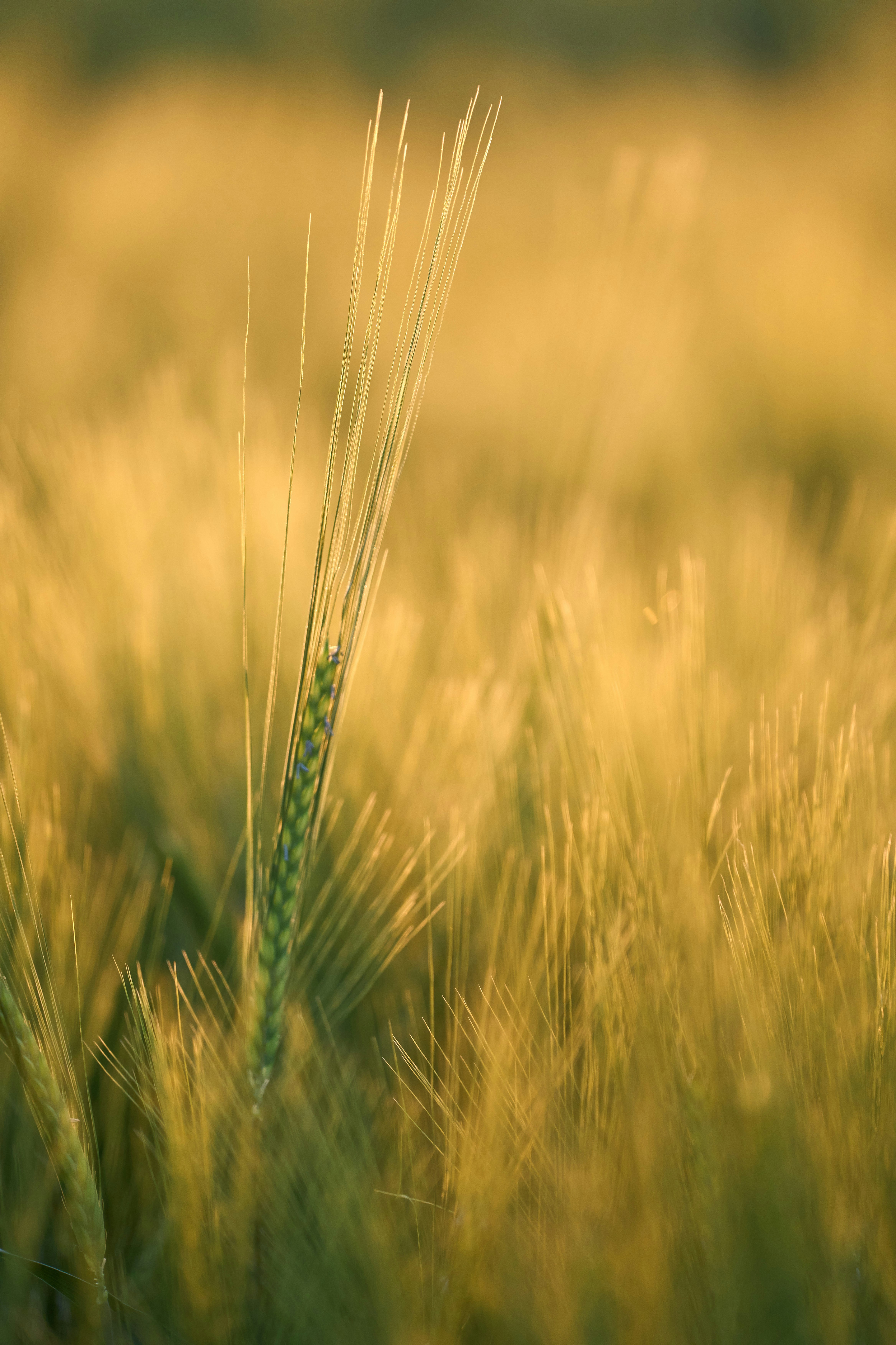 Photo by wolfgang_hasselmann