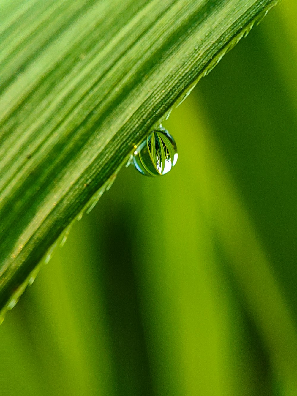 a drop of water sitting on top of a green leaf