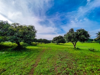 A lush green landscape with trees and open space.