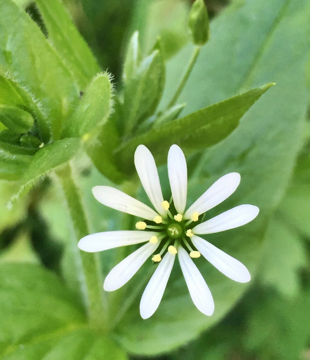 a close up of a white flower with green leaves