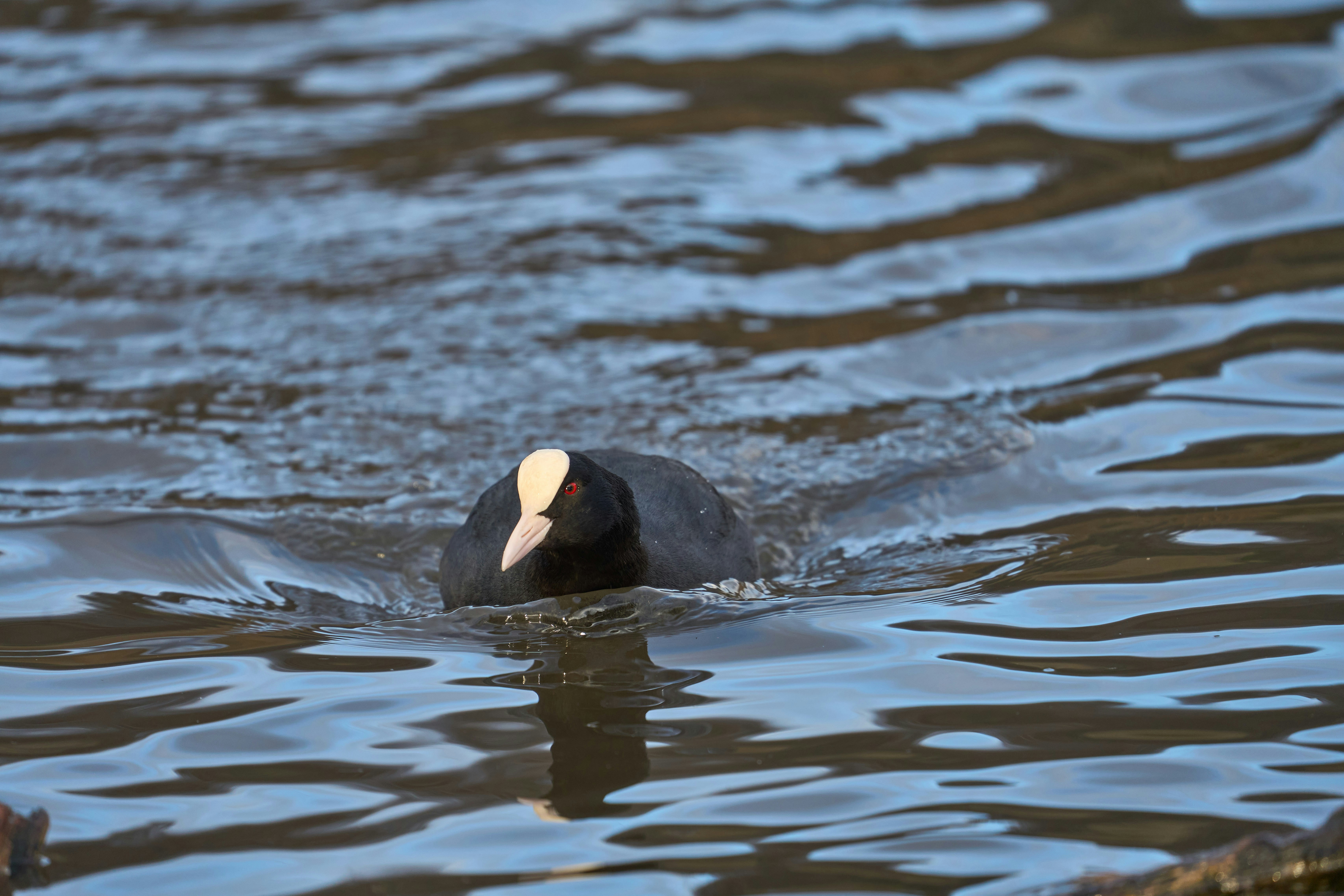 Photo by wolfgang_hasselmann