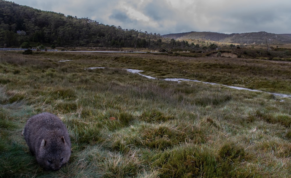 a small animal in a grassy field with mountains in the background