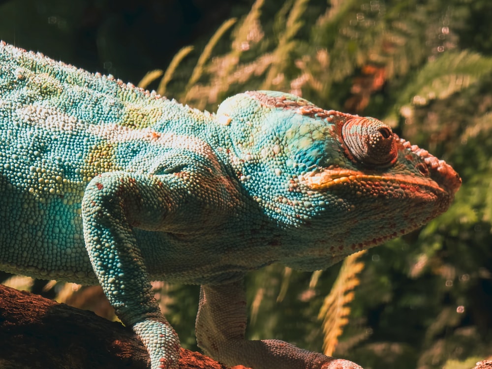 a close up of a chamelon on a tree branch