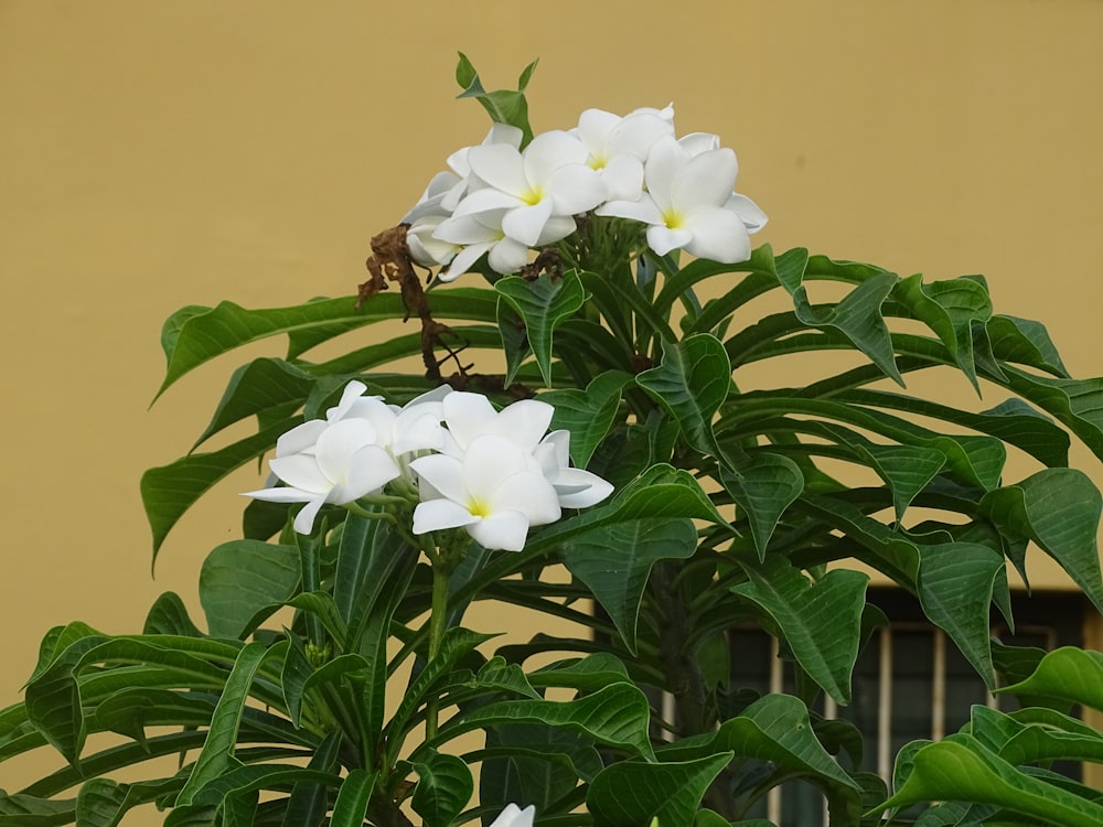 a plant with white flowers in front of a yellow wall