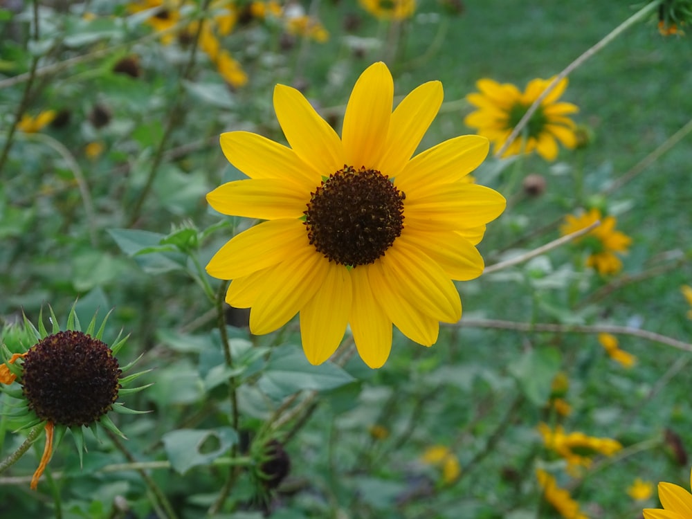 a sunflower in a field of yellow flowers
