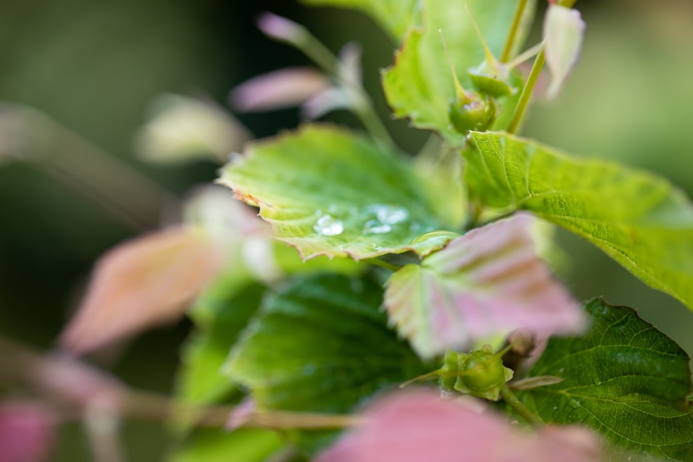 um close up de uma folha verde com gotas de água sobre ela