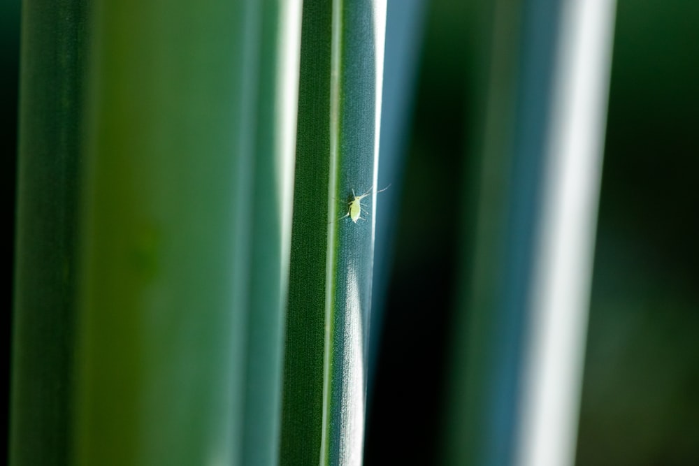 un gros plan d’une plante verte avec un insecte dessus