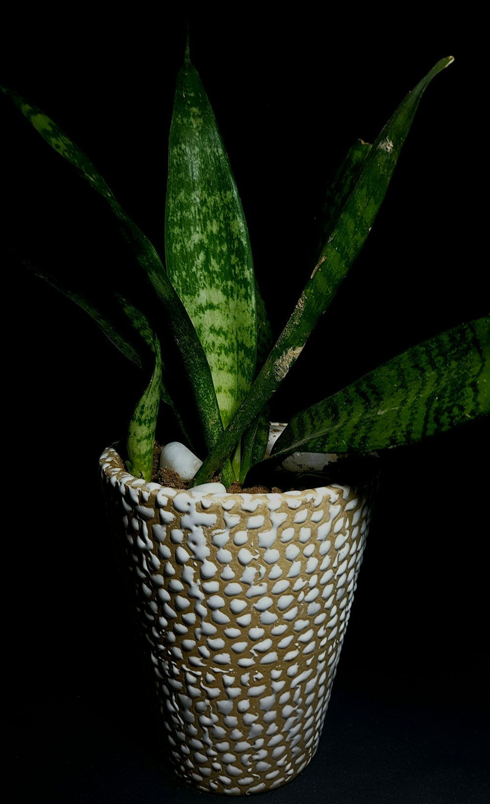 a green plant in a white basket on a black background