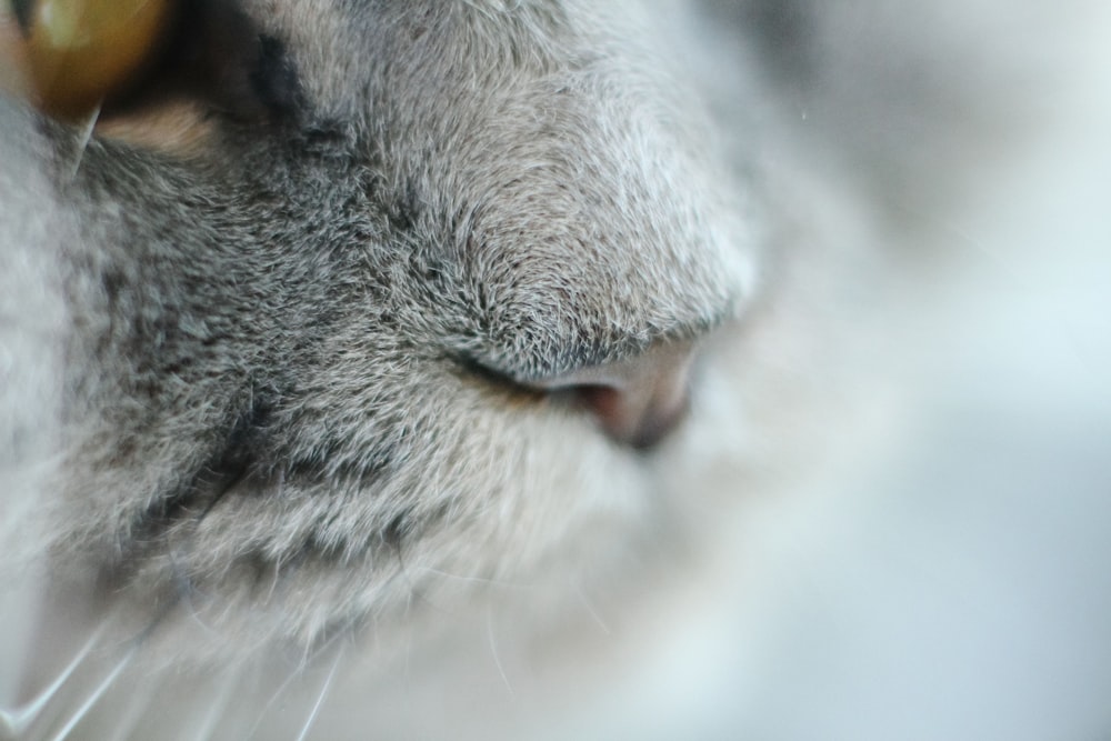 a close up of a cat's face with a blurry background