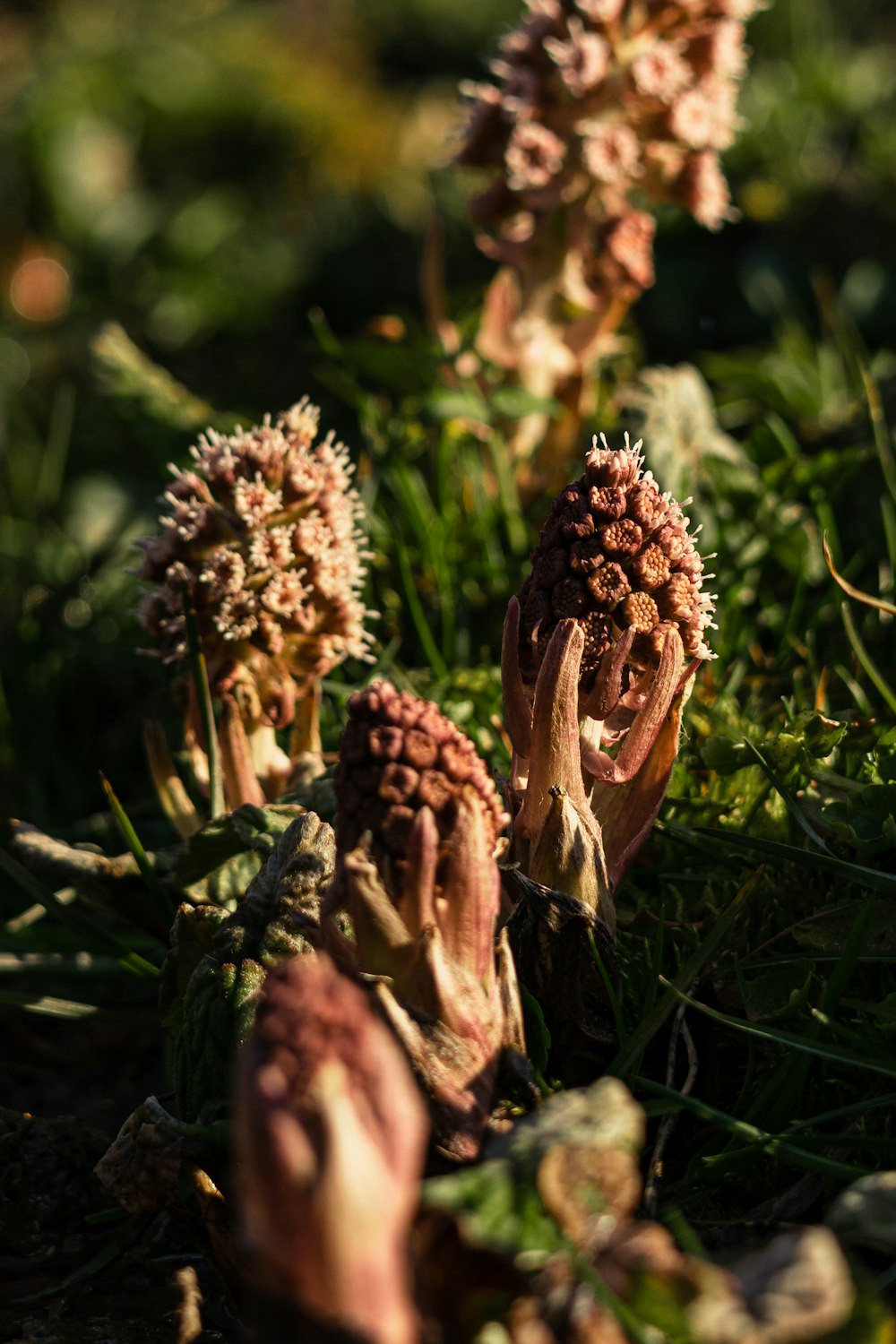 a bunch of flowers that are in the grass