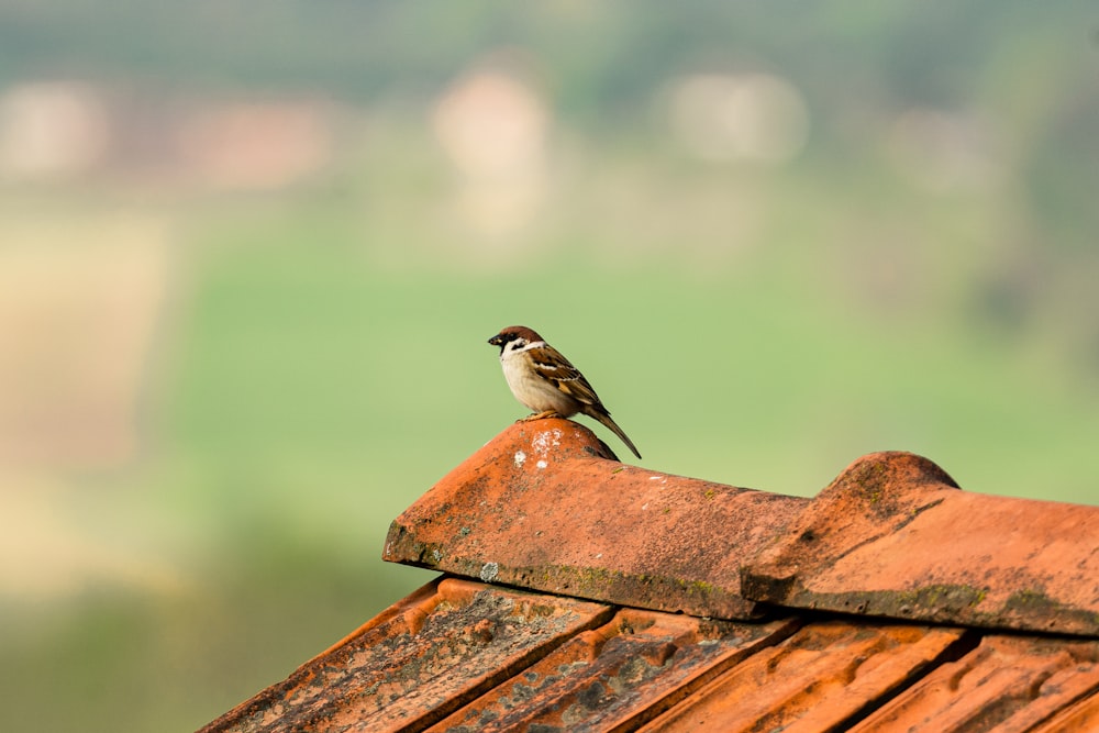 a small bird sitting on top of a rusted roof