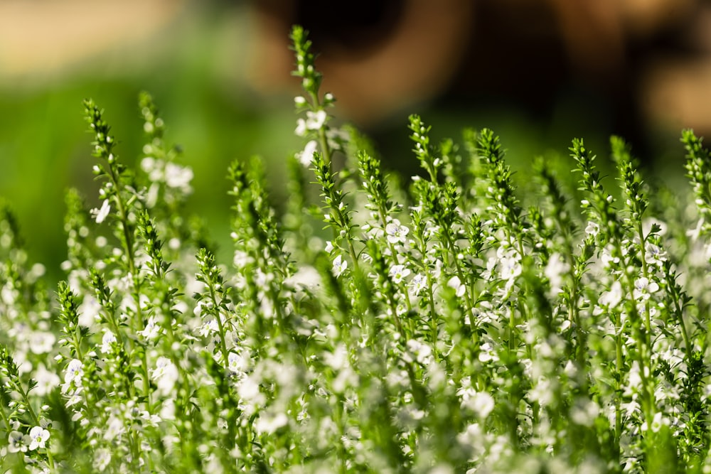 a close up of some green plants with white flowers