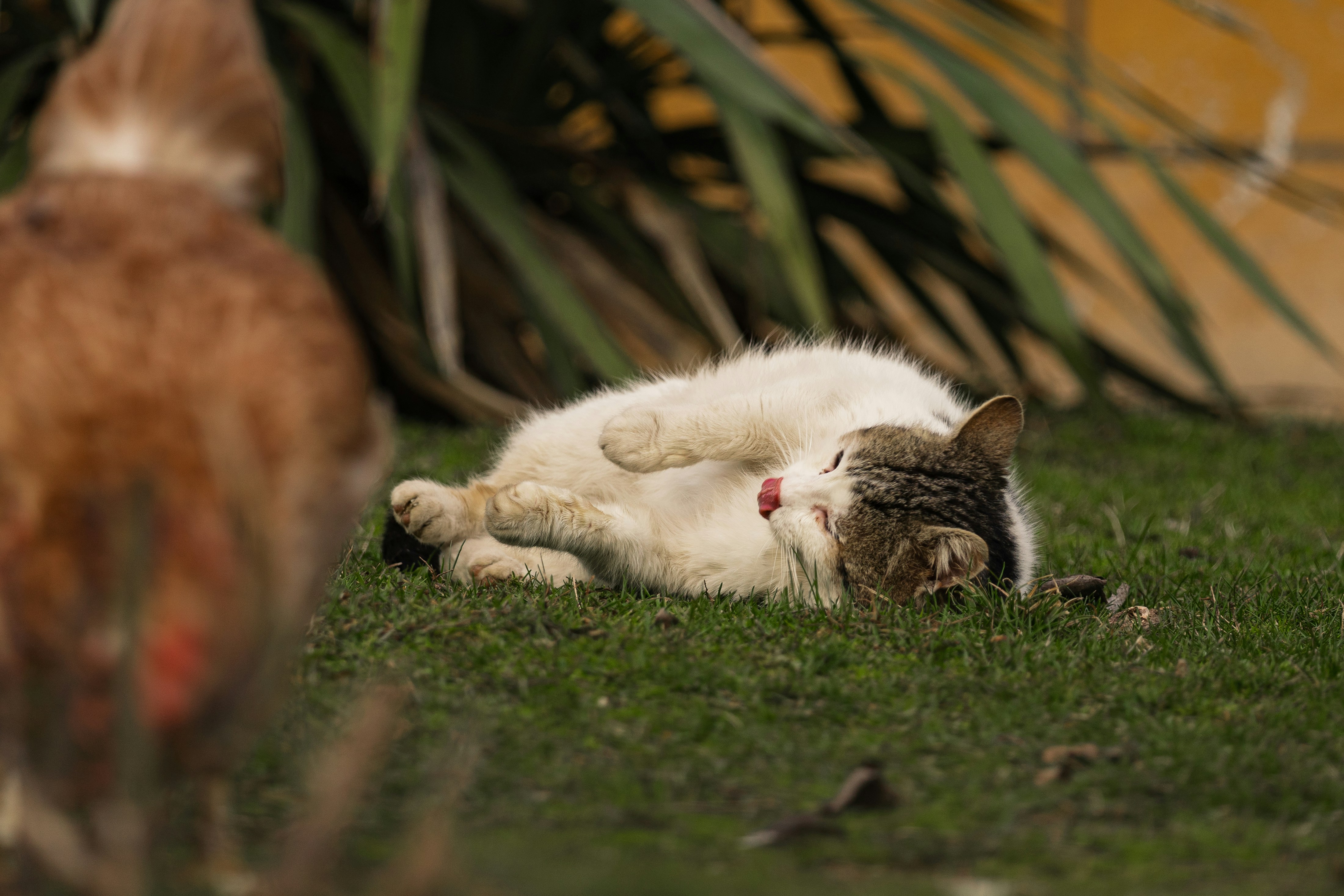 Gentle Giants at Rest (image credits: unsplash)