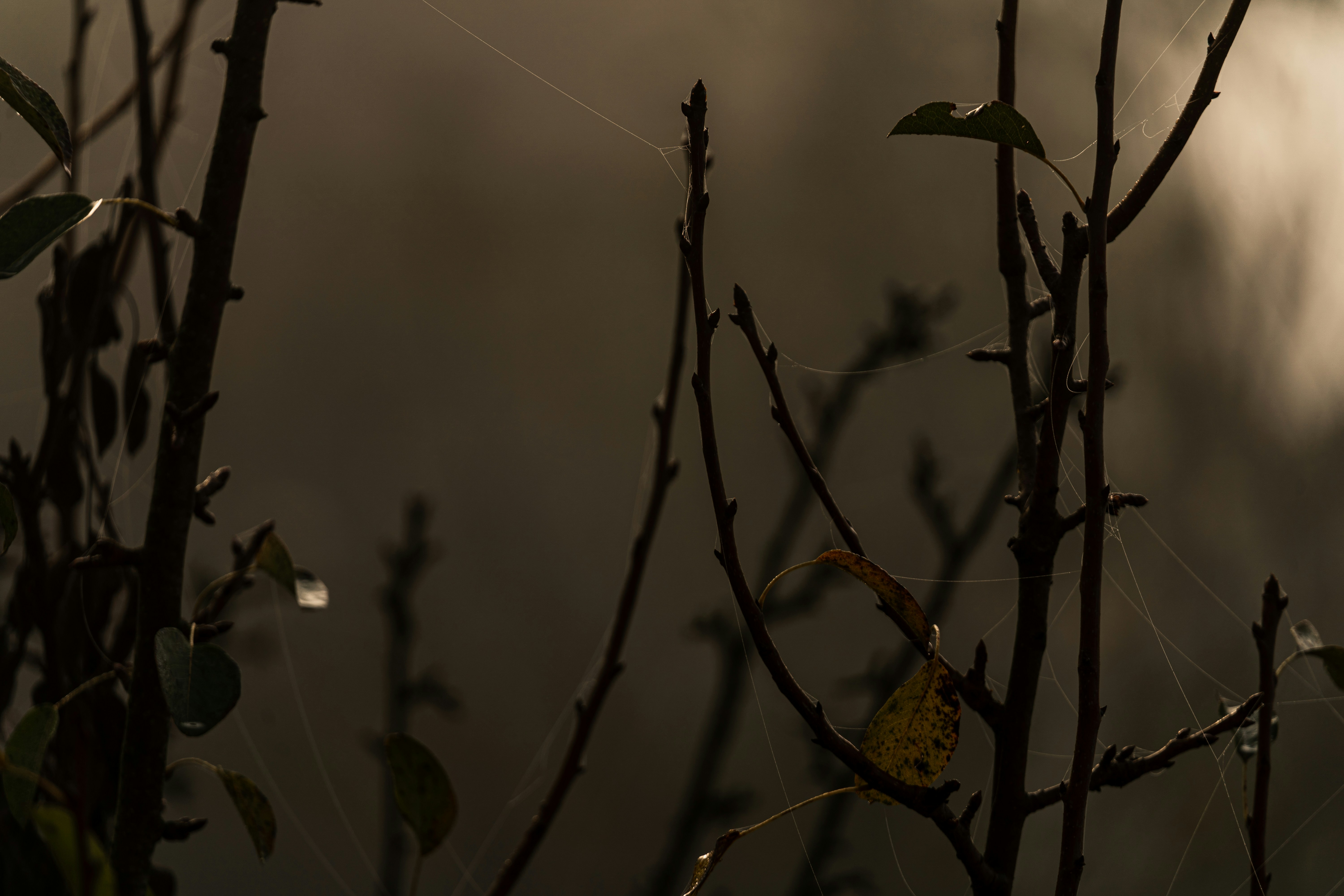 Photo by thestefankostic