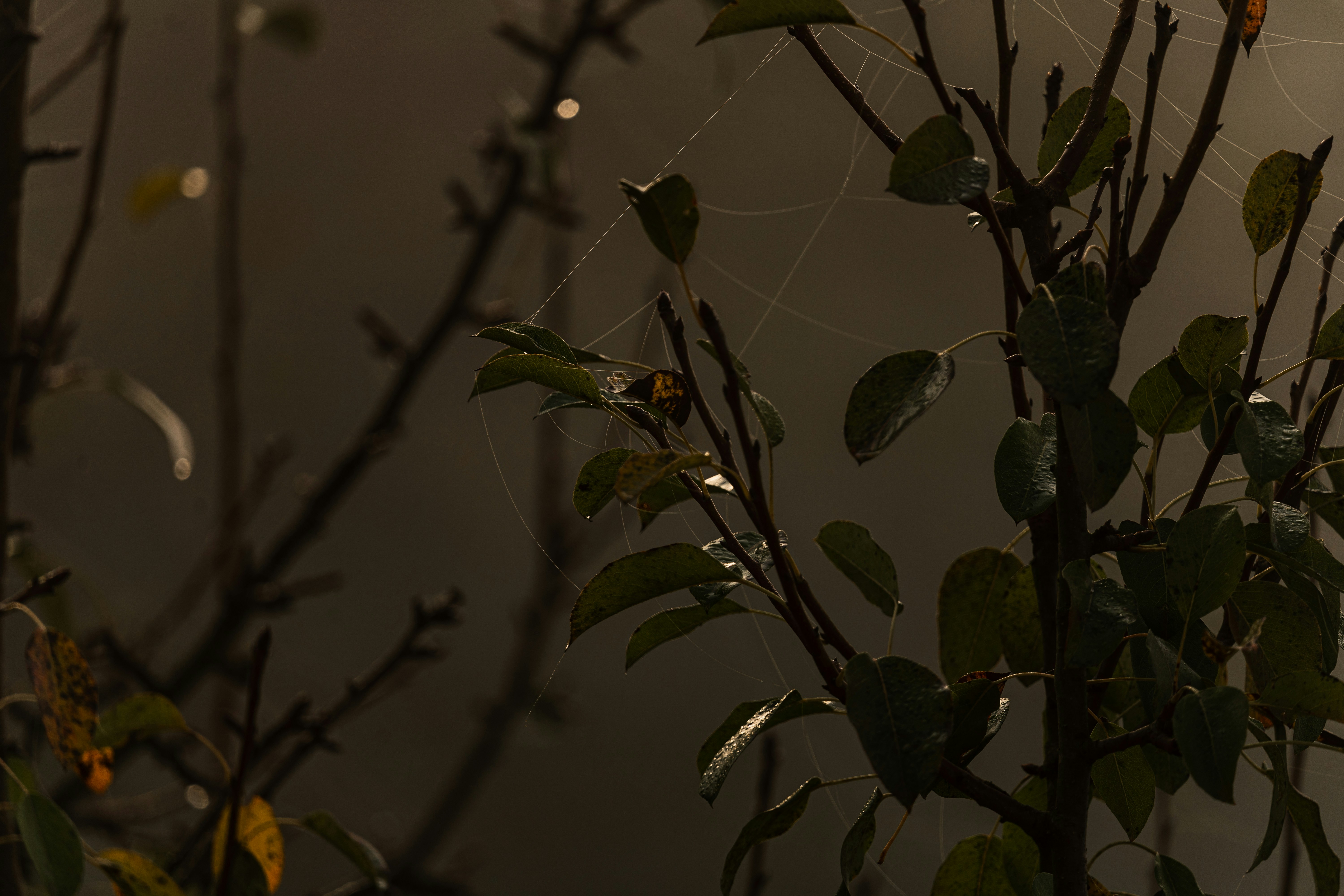 a spider web hanging from a tree branch