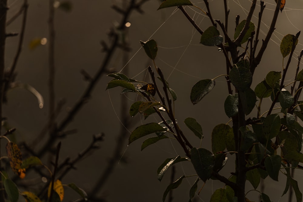 a spider web hanging from a tree branch