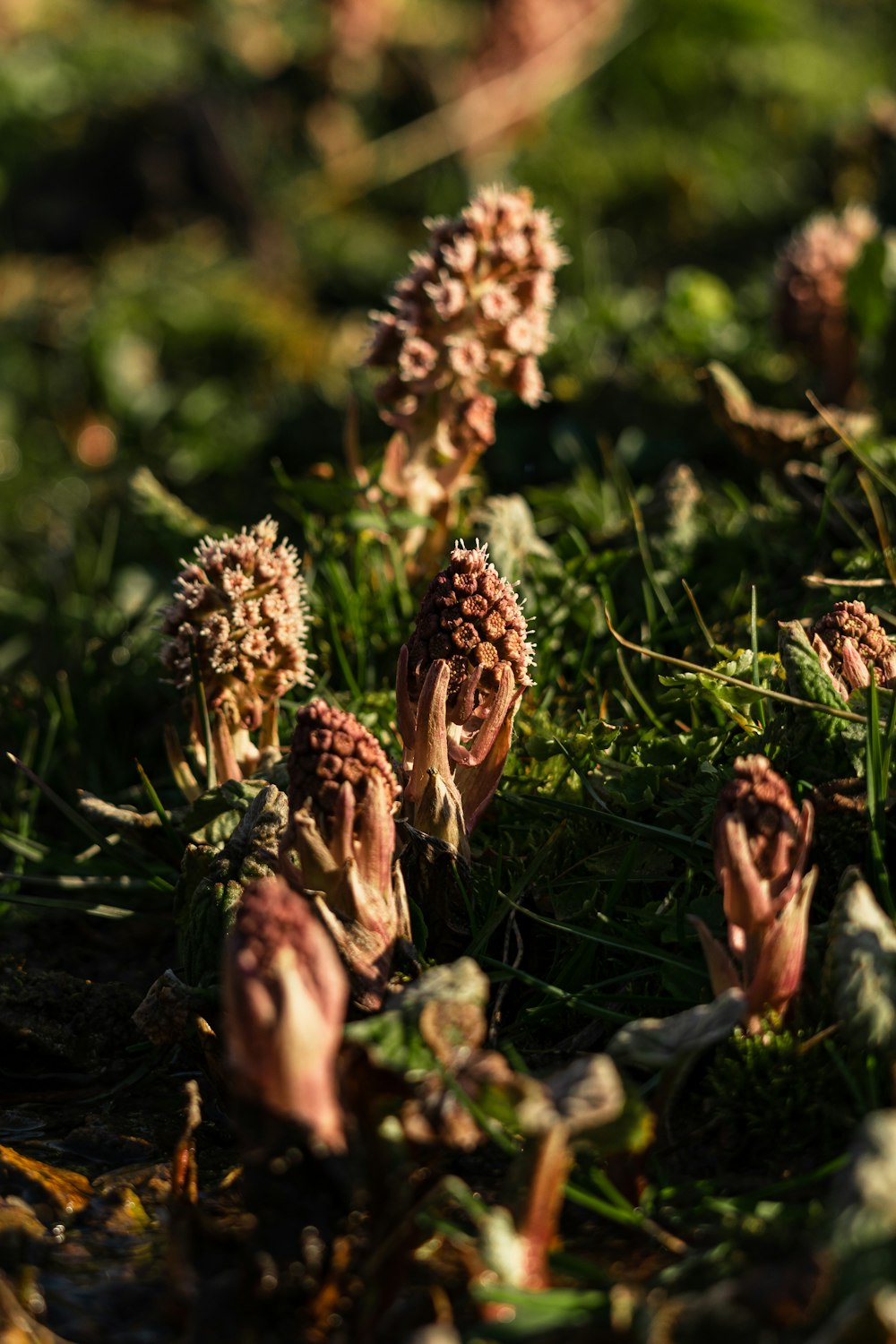 a bunch of flowers that are in the grass