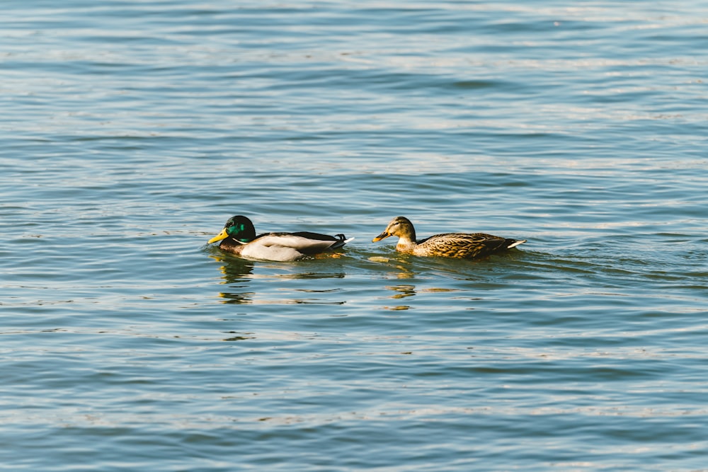 a couple of ducks floating on top of a lake