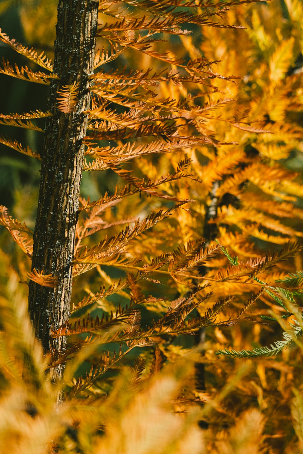 a close up of a tree with yellow leaves