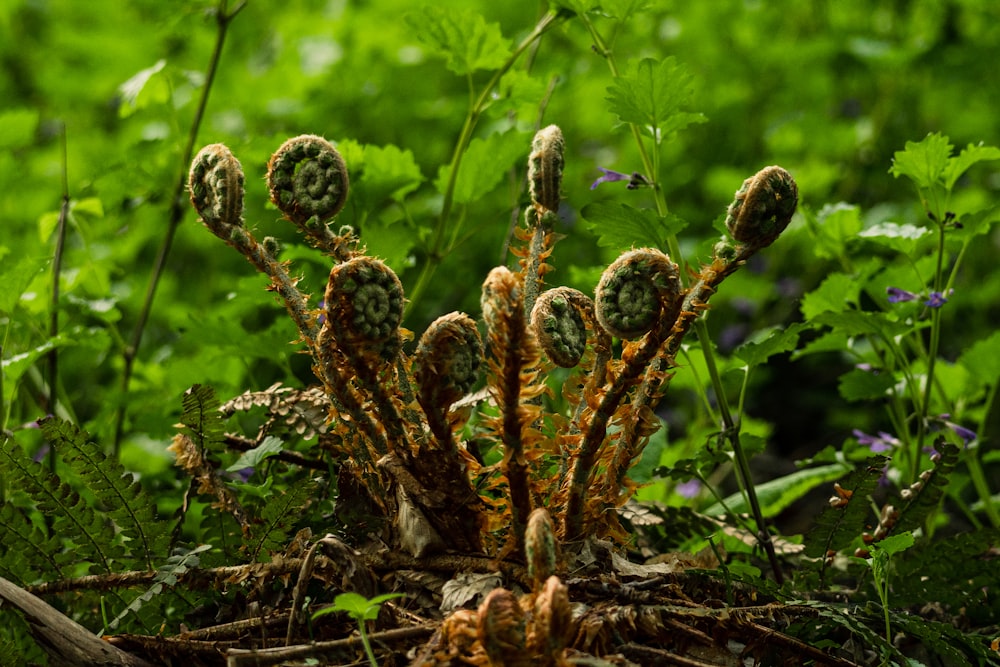 a close up of a bunch of plants in a field