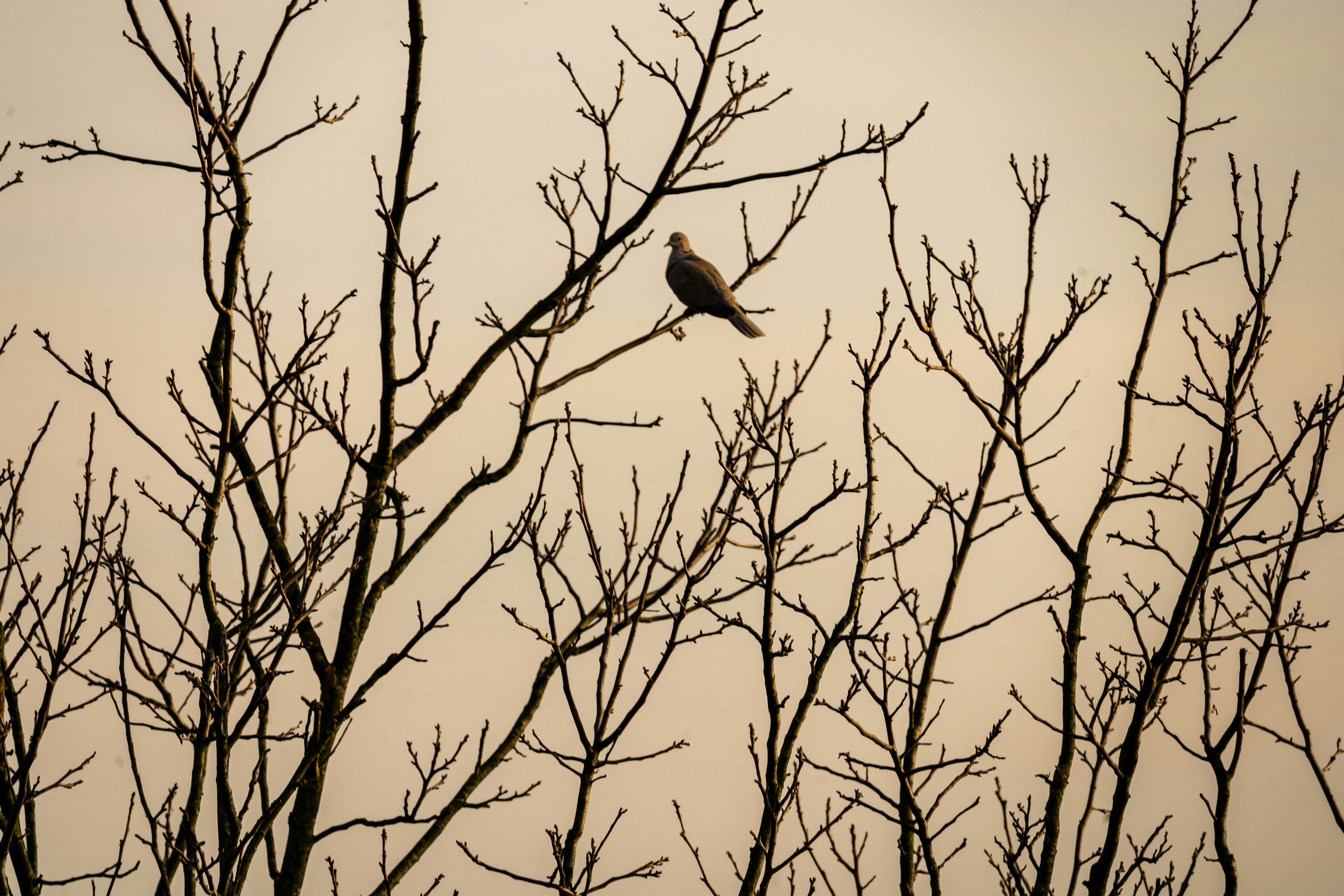 Photo by thestefankostic