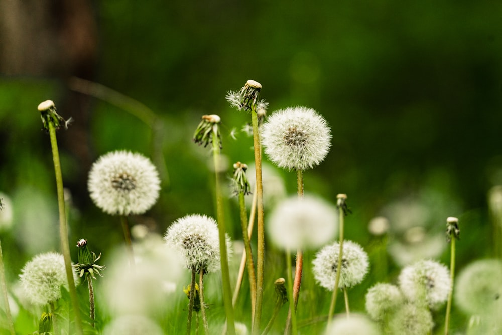 a bunch of dandelions that are in the grass