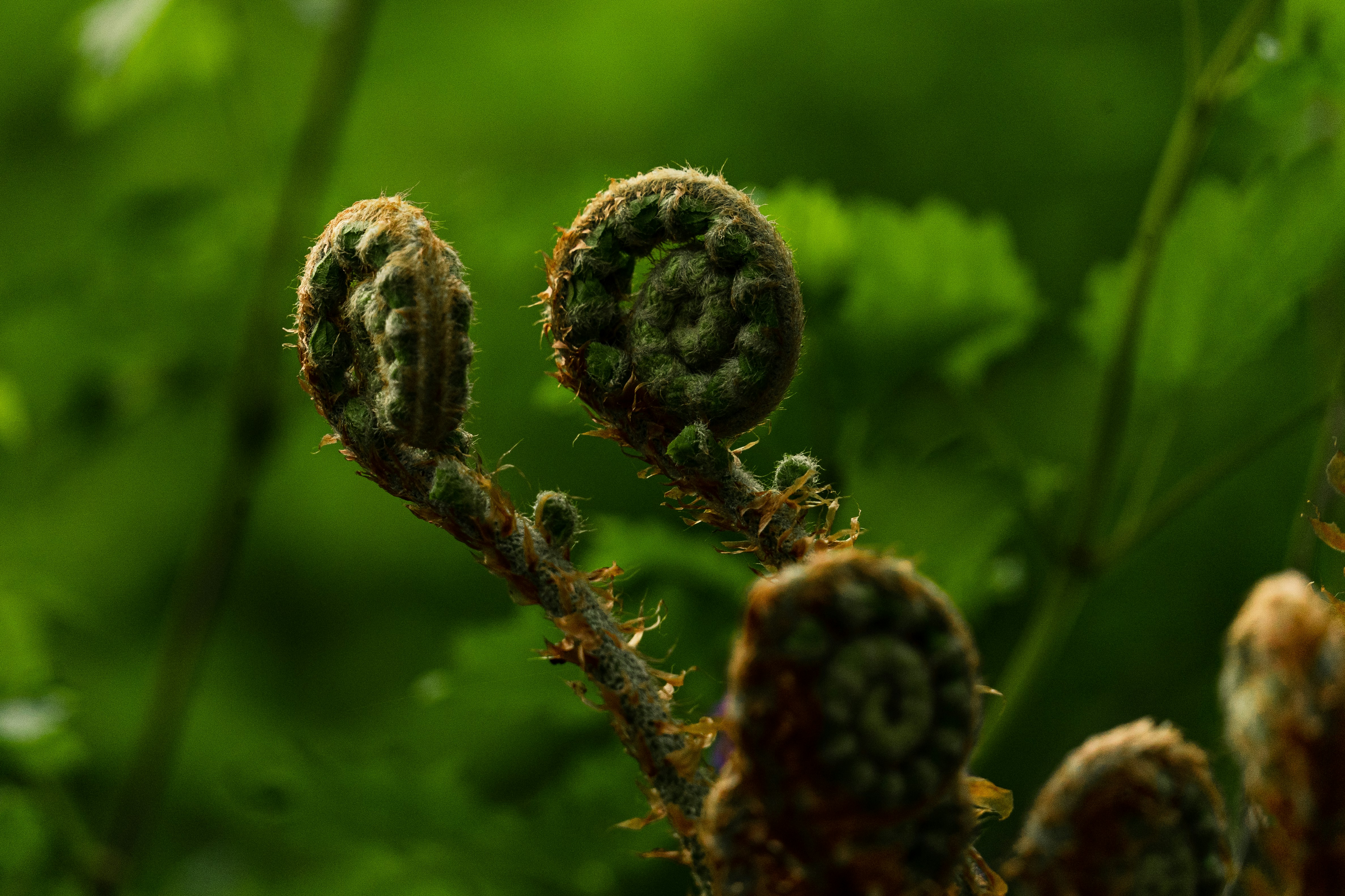 a close up of a plant with leaves in the background