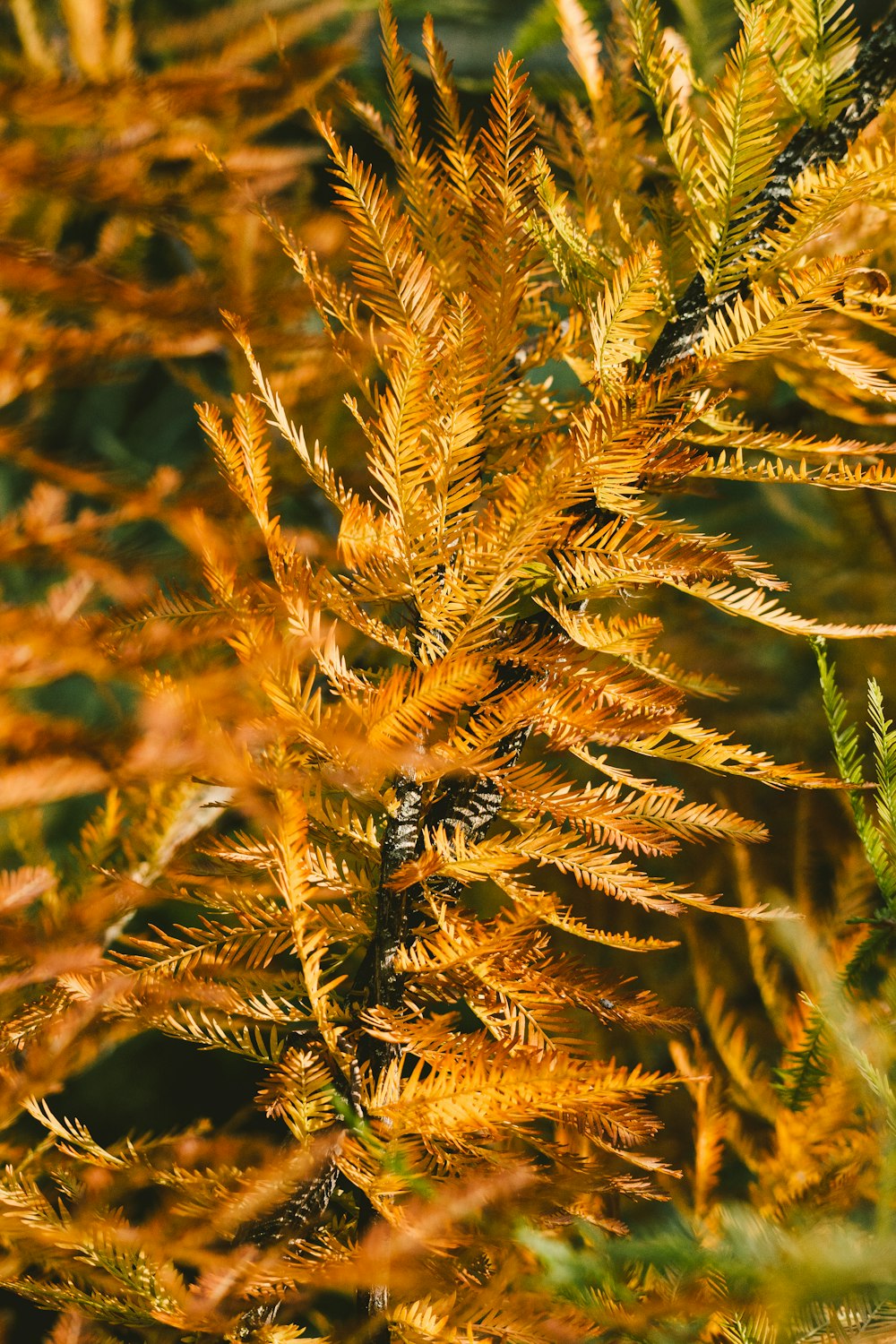 a close up of a plant with lots of leaves