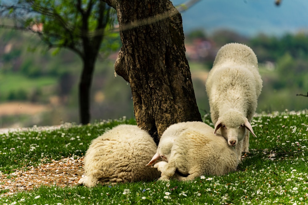 a group of sheep standing next to a tree