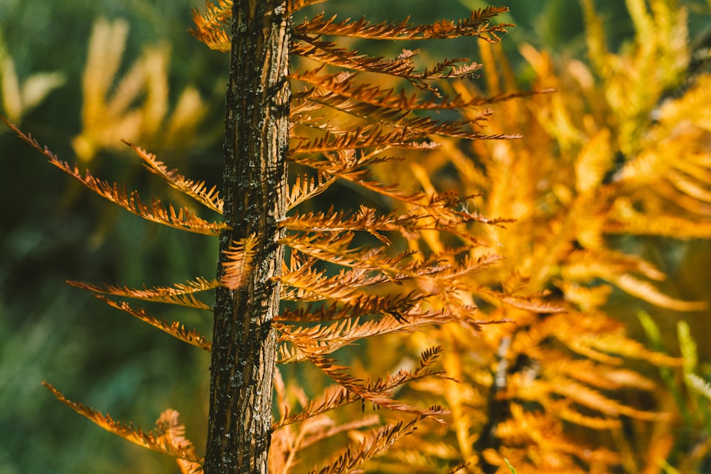 a close up of a plant with lots of leaves