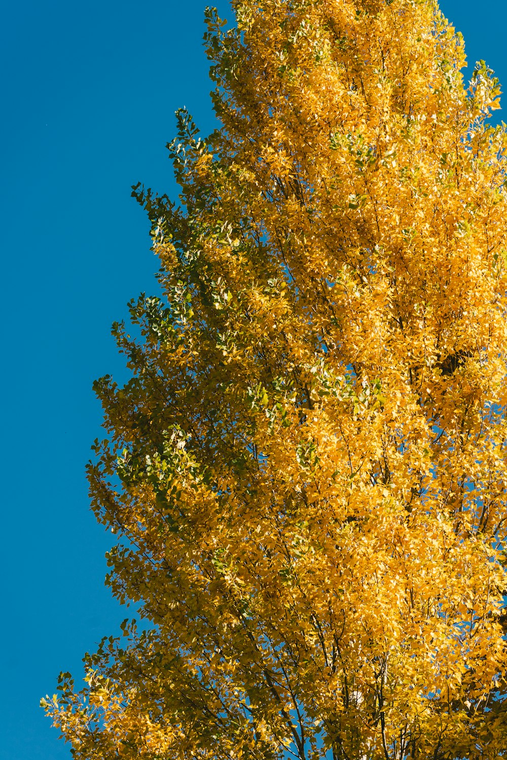 a tree with yellow leaves and a blue sky in the background